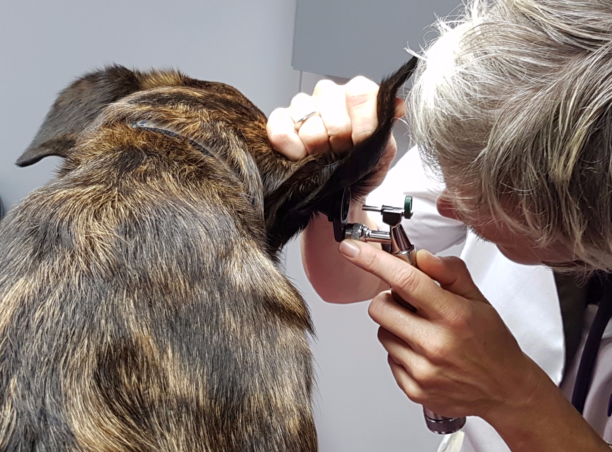 Hond ooronderzoek