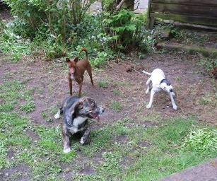 alk 7 honden spelen in tuin