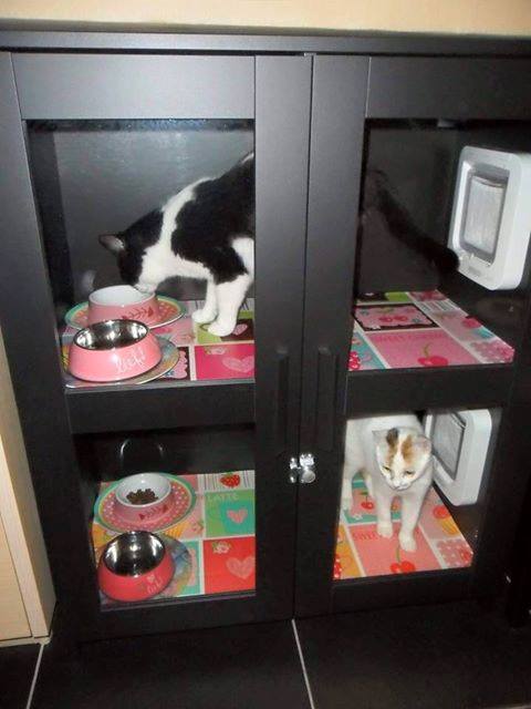 chef Draad nadering Help, hoe geef ik mijn katten apart te eten? - Dierenartsen Kring